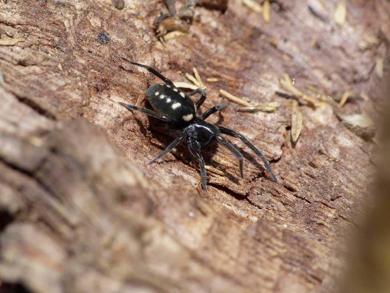 Coppia di Nurscia albomaculata - S. Teresa G. (OT)